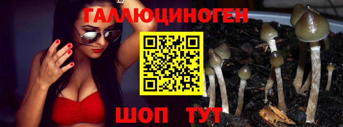 Псилоцибиновые грибы GOLDEN TEACHER Полысаево